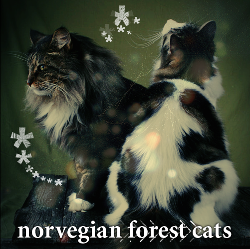 {BrillianceCats} versenypark // Norvegian Forest Cats<3